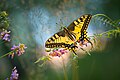 * Nomination Papilio machaon on Fabales flowers. By User:Сергій Мірошник --Anntinomy 15:51, 11 December 2023 (UTC) * Promotion  Support Good quality. --Plozessor 06:13, 13 December 2023 (UTC)