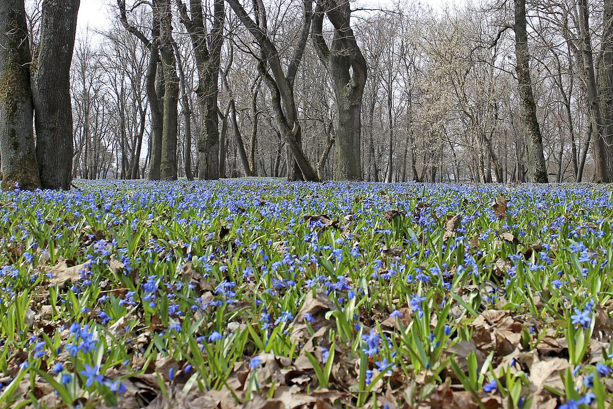 парк знаменский