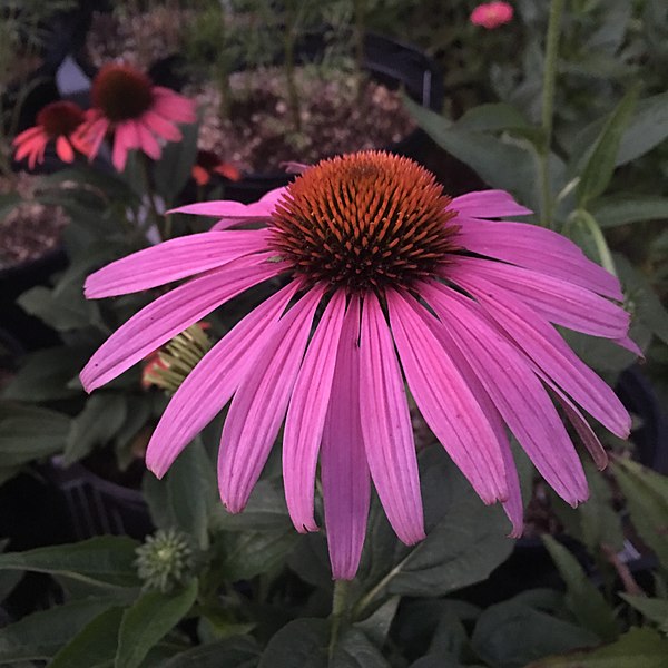 File:'Prairie Splendor' echinacea IMG 7756.jpg