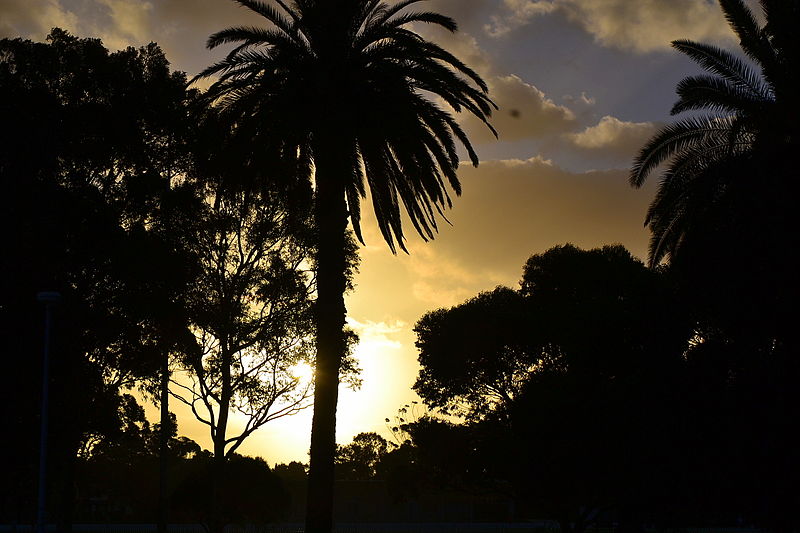 File:(1)Kensington Park palm tree.jpg