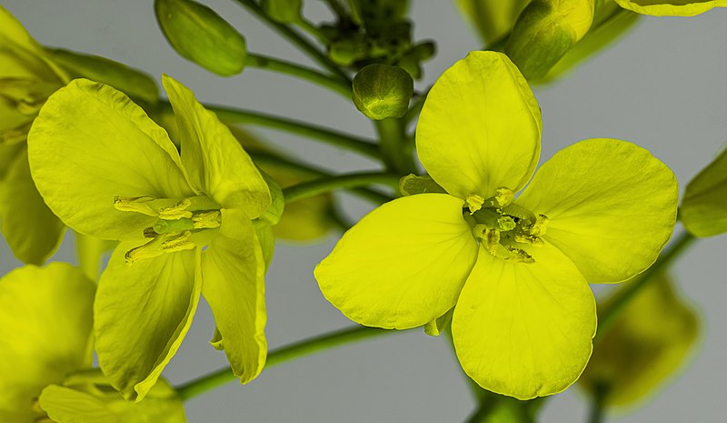 File:(MHNT) Close-ups of Brassica napus flowers.jpg