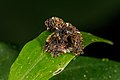 * Nomination Golden Tortoise Beetle, Charidotella sexpunctata --Snowmanstudios 06:44, 31 July 2022 (UTC) * Promotion  Support Good quality. --Jsamwrites 08:57, 1 August 2022 (UTC)