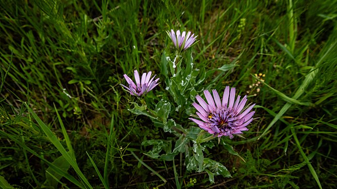 33. Ugom Chatkal State National Natural Park author - Marat Nadjibaev