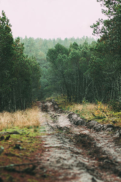 File:Леса Куршской косы.jpg