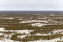 Tukulan sandy area in the taiga of the Central Yakutian Lowland. Sakha (Iakutiia). Polia tukulanov (peschanye diuny). (10118322213).jpg