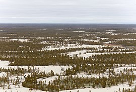 Central Yakutian Lowland, Tukulan area in the taiga. Sakha (Iakutiia). Polia tukulanov (peschanye diuny). (10118322213).jpg