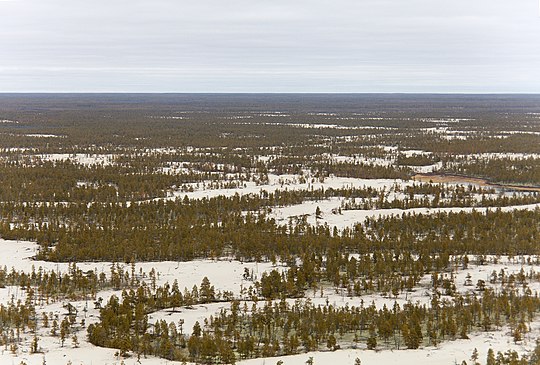 Central Yakutian Lowland, Tukulan area in the taiga.