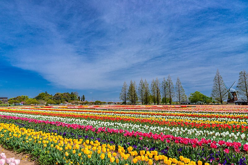 File:あけぼの山農業公園のチューリップ01.jpg