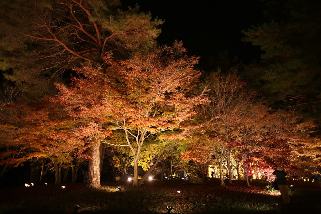 File 武蔵丘陵森林公園の紅葉見ナイトでライトアップされた紅葉 1950 Photo By Pcs Jpg Wikimedia Commons