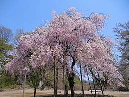 Kannonyaman kirsikkapuu