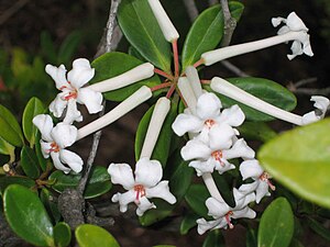 Rhododendren: Beschreibung, Giftigkeit, Verbreitung und Evolution