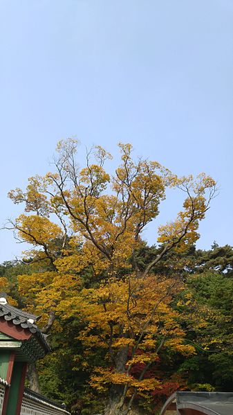 File:남한산성 행궁의 가을전경 (6).jpg