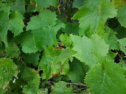 -2Feuilles de vigne.jpg