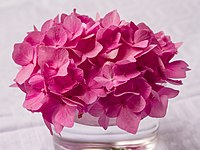 Rank: 7 Pink hortensia blossom