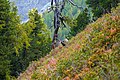 * Nomination Wild chamois in the Aletsch Forest Nature Reserve --Giles Laurent 00:22, 30 May 2024 (UTC) * Promotion  Support Good quality. --Plozessor 03:56, 30 May 2024 (UTC)