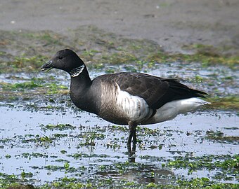 B. b. nigricans