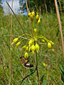 097 Lauch-Seidenbiene Colletes graeffei.jpg