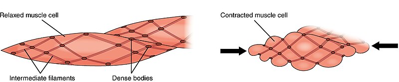 File:1028 Smooth Muscle Contraction.jpg