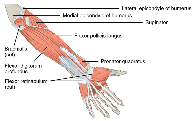 1120 Muscles that Move the Forearm Antebrach. Prof. Flex. Sin.png