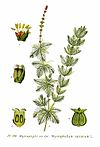 118 Myriophyllum spicatum L.jpg