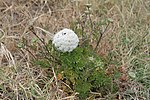 Vignette pour Daucus carota subsp. hispanicus