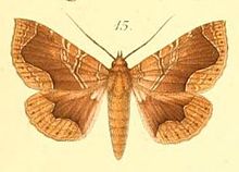 15-Calligraphidia opulenta (Мешлер, 1887) (Офисма) .JPG