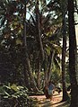 1964-09 1964年 海南椰林