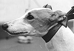 Thumbnail for 1968 UK &amp; Ireland Greyhound Racing Year