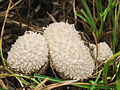 Thumbnail for Lycoperdon pratense