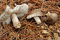 Pluteus atromarginatus