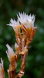 Miniatura para Lachnocladiaceae