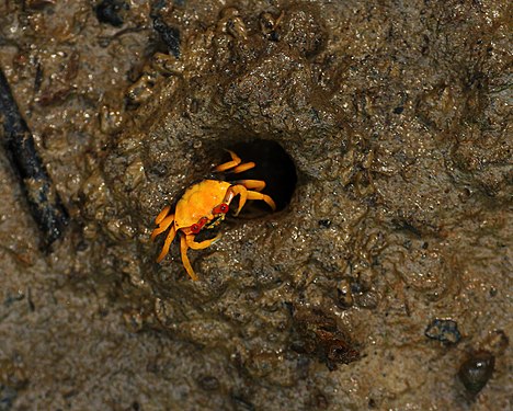 Crab at Taman Negara Johor Pulau Kukup. Photograph: Twhrl