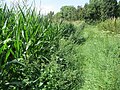 margin of a maize field