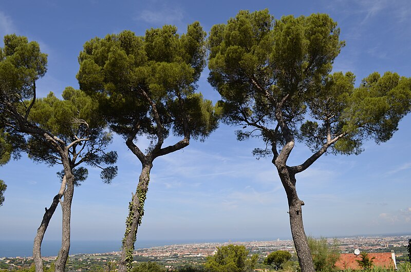 File:2014 undefined trees in Livorno Italy.JPG