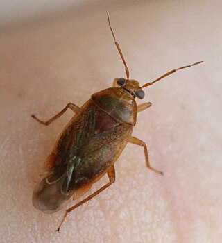 <i>Agnocoris reclairei</i> Species of true bug