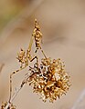 Haubenfangschrecke - Empusa pennata, Nymphe