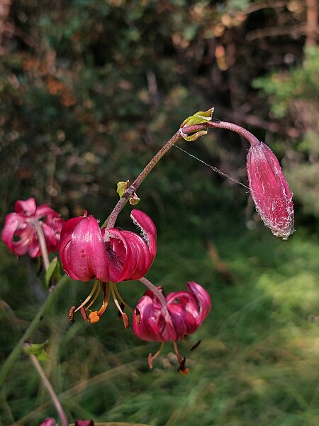 File:20230725 143713 Lilium martagon L.jpg