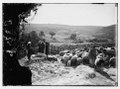 23rd Psalm, sheep LOC matpc.10099.tif