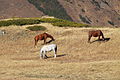 * Nomination Mountain Pasture near Krasnaya Polyana, Sochi --SKas 07:03, 6 November 2015 (UTC) * Promotion Good quality. --Pudelek 10:46, 6 November 2015 (UTC)