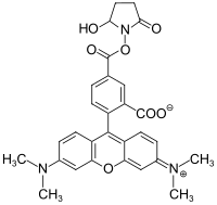 Struktur von 5-Carboxytetramethylrhodamin-N-succinimidylester