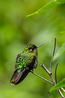 in Peru A Tyrian Metaltail (Metallura tyrianthina) in Peru.jpg