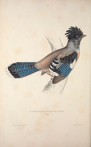 File:A century of birds from the Himalaya Mountains (TAB. XXXIX) (9237248985).jpg