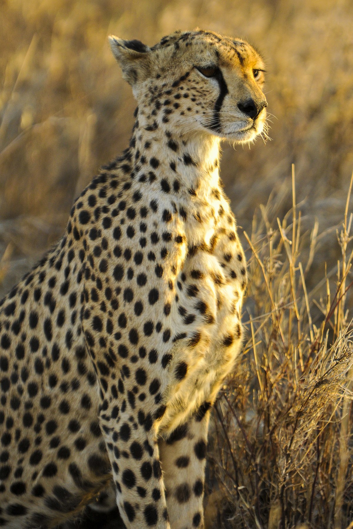 File:A cheetah is seen at the Serengeti National Park in Tanzania Nov. 13,  2013 131113-N-LE393-1060.jpg - Wikimedia Commons