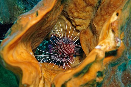 A lionfish in the sponge in the waters of Banda Islands