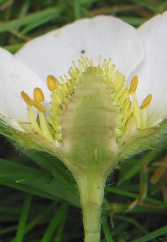 Rosopsida Aardbei bloembodem vlezig.jpg