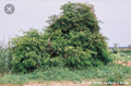 Acacia macrostachya 1.png