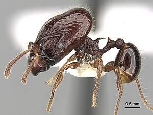 Acanthomyrmex dusun.jpg