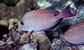 Acanthurus nigrofuscus di NPS.jpg