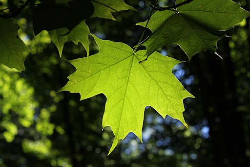 楓（かえで）の葉,Acer saccharum Rogów