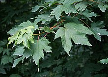 Acer trautvetteri 1.jpg